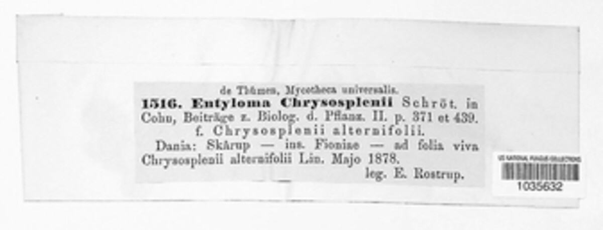 Entyloma chrysosplenii image